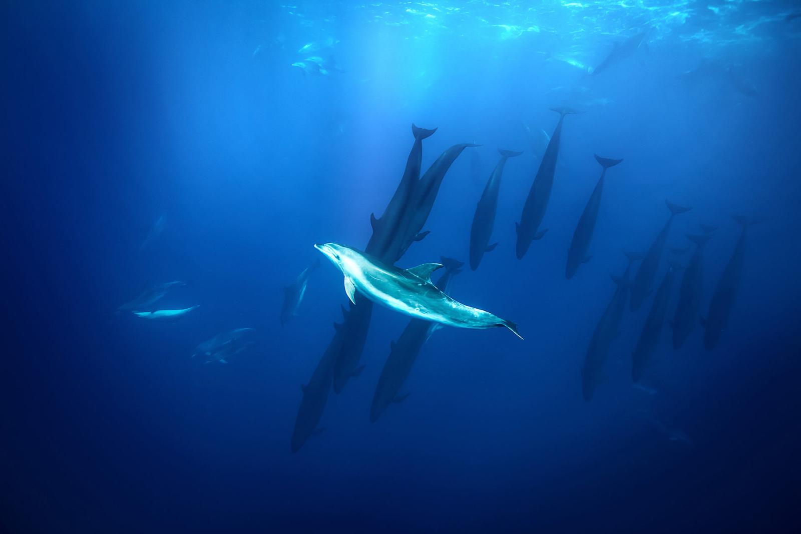 Blue Planet II - Blu-ray 4K UHD + Blu-ray - 6 Blu-ray + Booklet (Blu-ray) Blue Planet II - Blu-ray 4K UHD + Blu-ray - 6 Blu-ray + Booklet (Blu-ray)