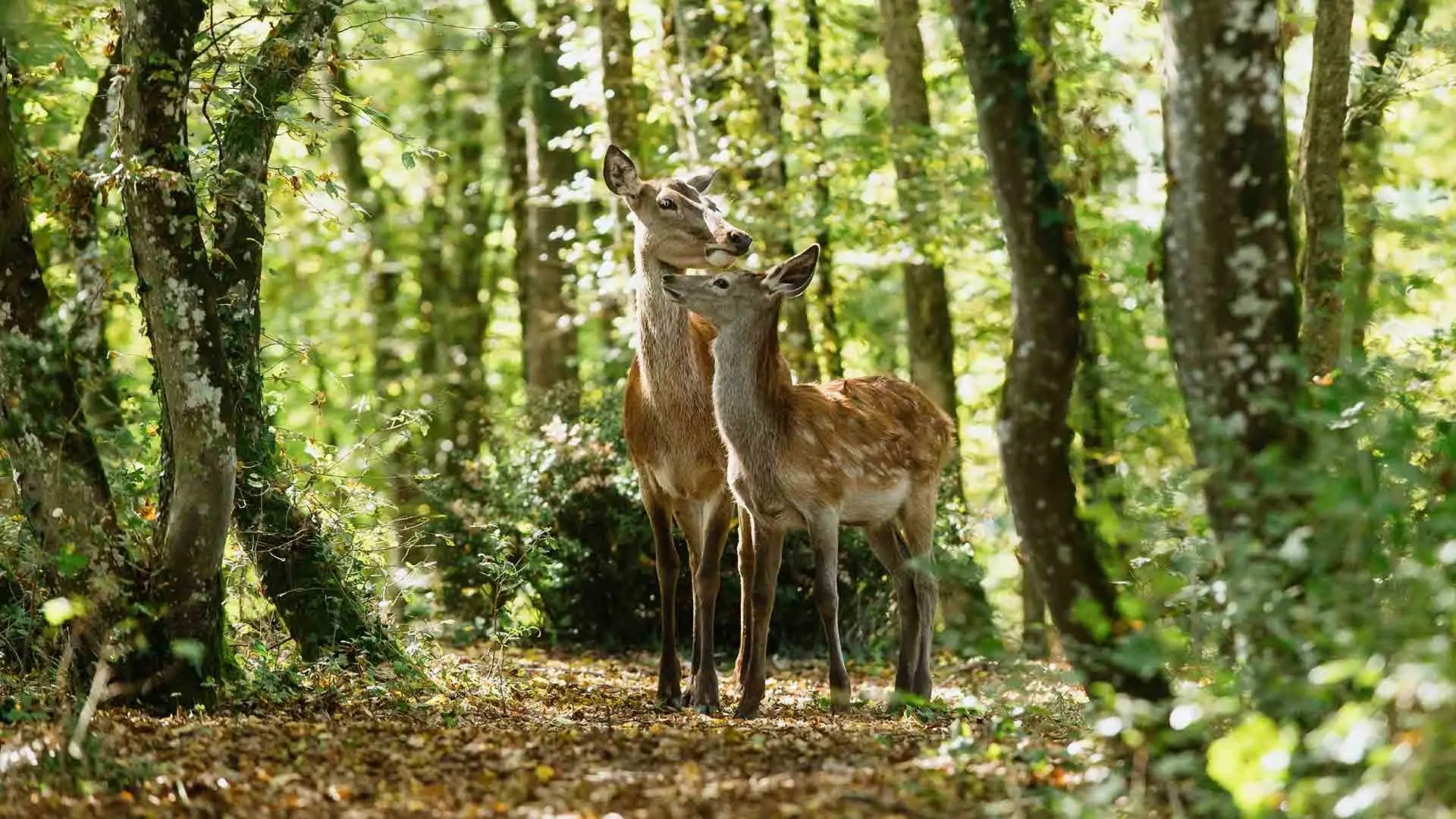 Bambi - Una Vita nei Boschi - DVD (DVD) Bambi - Una Vita nei Boschi - DVD (DVD)