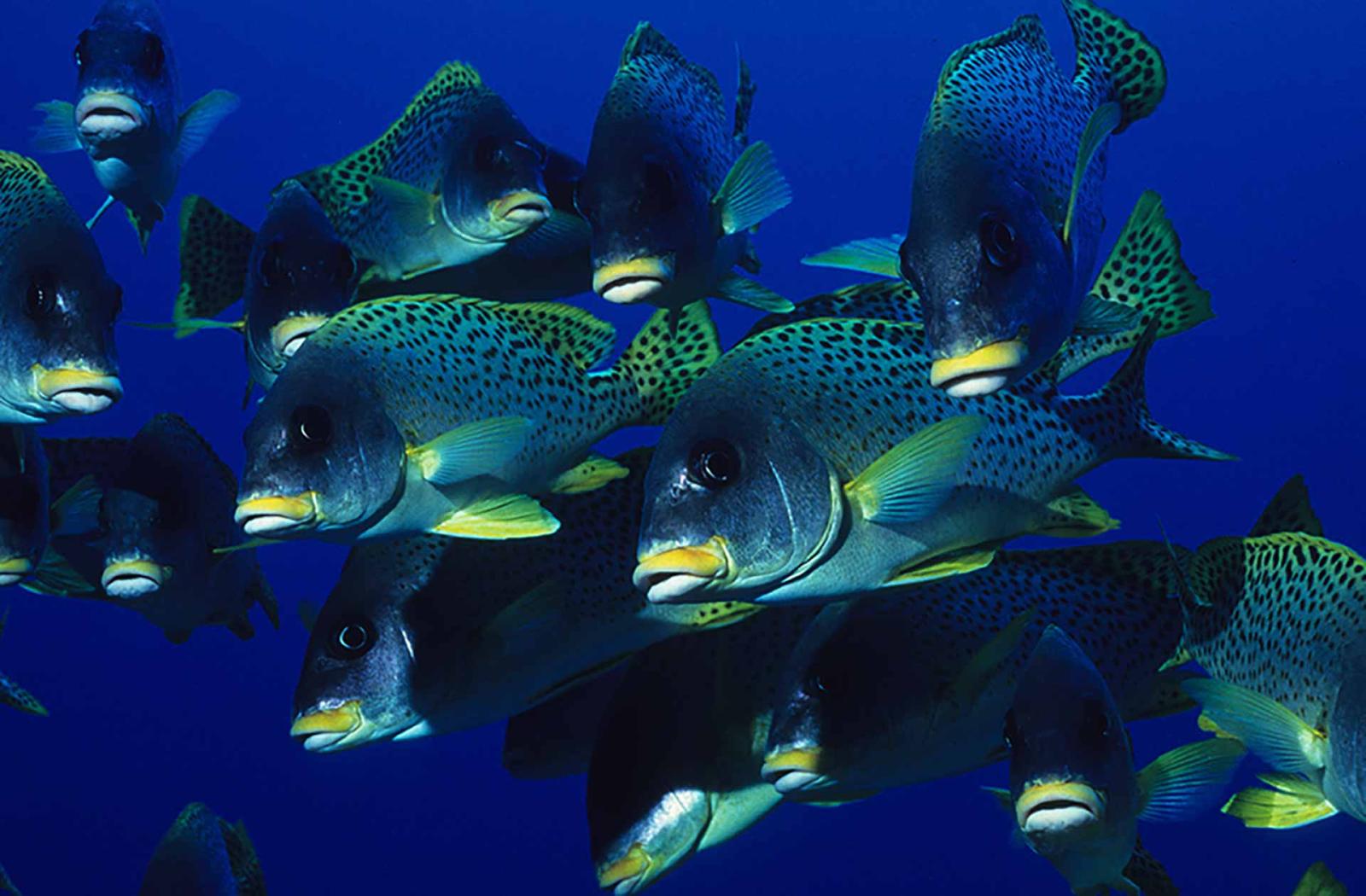 The Blue Planet - Boxset 3 DVD (DVD) The Blue Planet - Boxset 3 DVD (DVD)