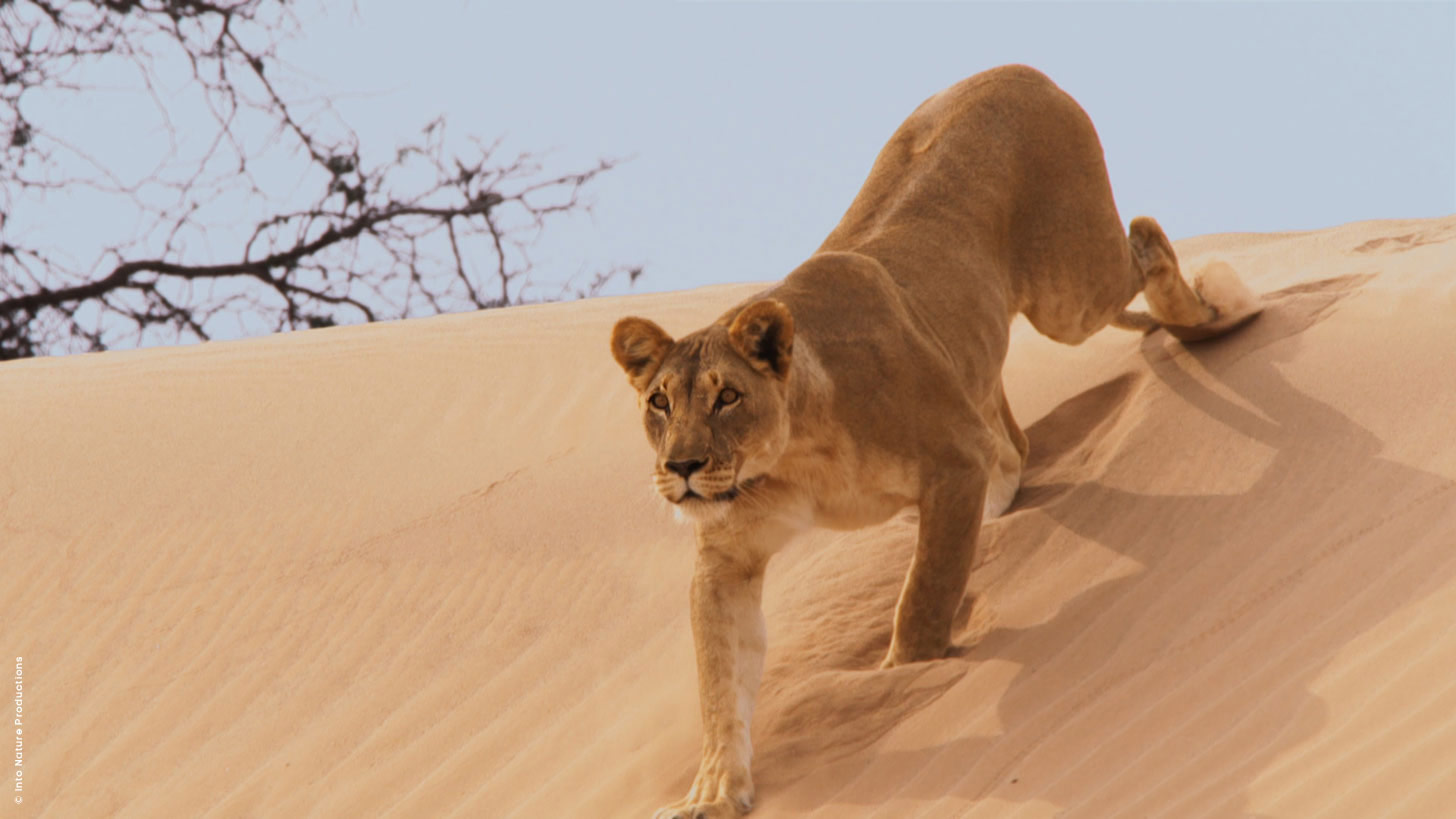 Planet Earth II - Boxset 3 DVD (DVD) Planet Earth II - Boxset 3 DVD (DVD)