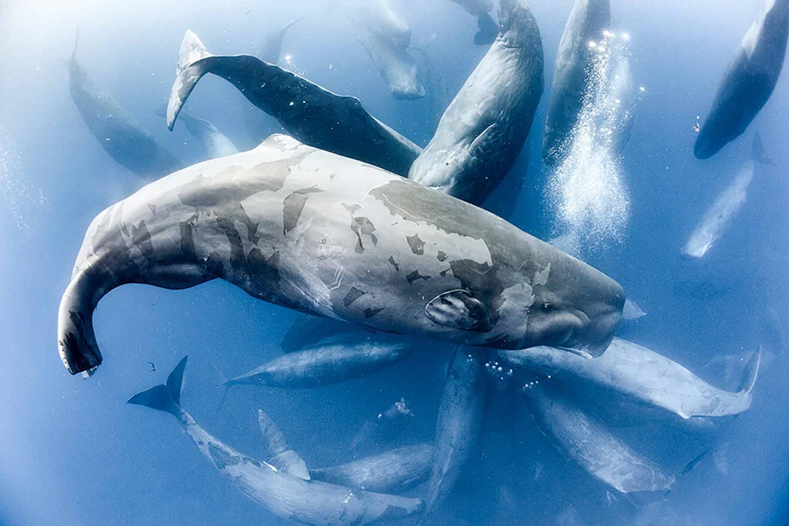 Blue Planet II - Blu-ray 4K UHD + Blu-ray - 6 Blu-ray + Booklet (Blu-ray) Blue Planet II - Blu-ray 4K UHD + Blu-ray - 6 Blu-ray + Booklet (Blu-ray)