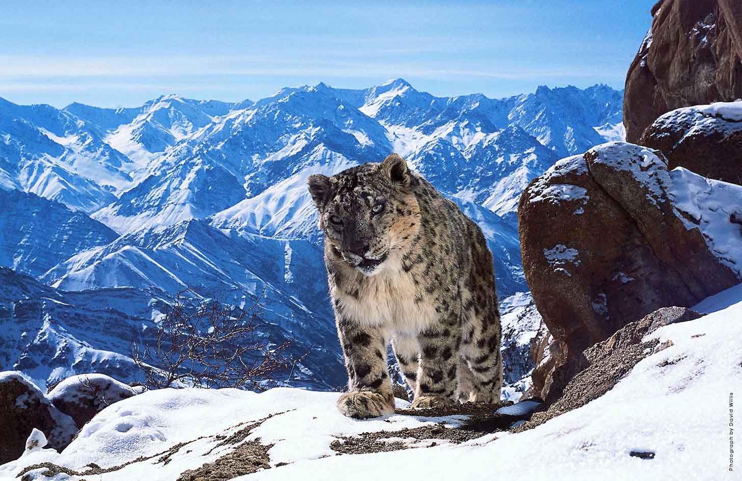 Planet Earth II - Boxset 3 DVD (DVD) Planet Earth II - Boxset 3 DVD (DVD)