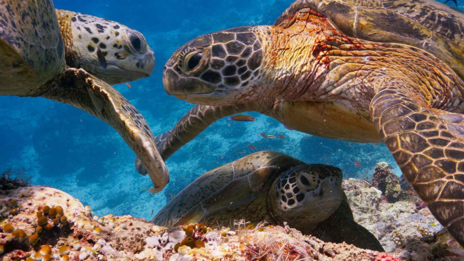 Blue Planet II - Blu-ray 4K UHD + Blu-ray - 6 Blu-ray + Booklet (Blu-ray) Blue Planet II - Blu-ray 4K UHD + Blu-ray - 6 Blu-ray + Booklet (Blu-ray)