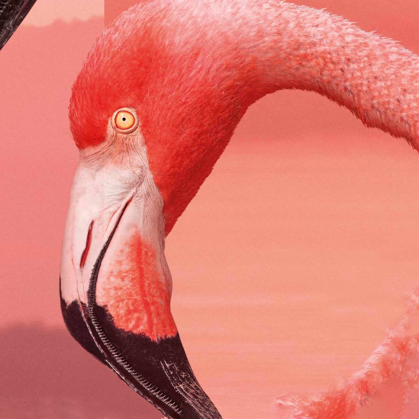 Planet Earth 3 - Le Meraviglie della Natura - Box Set 3 4K Ultra HD + 3 Blu-ray (Blu-ray) Animal, Beak, Bird, Flamingo